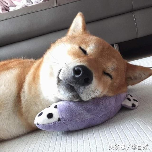 不愧是汪界表情包之祖,柴犬贱萌的微笑可以说是独一无
