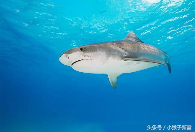 摄影师镜头下的虎鲨--世界上最大的鲨鱼之一