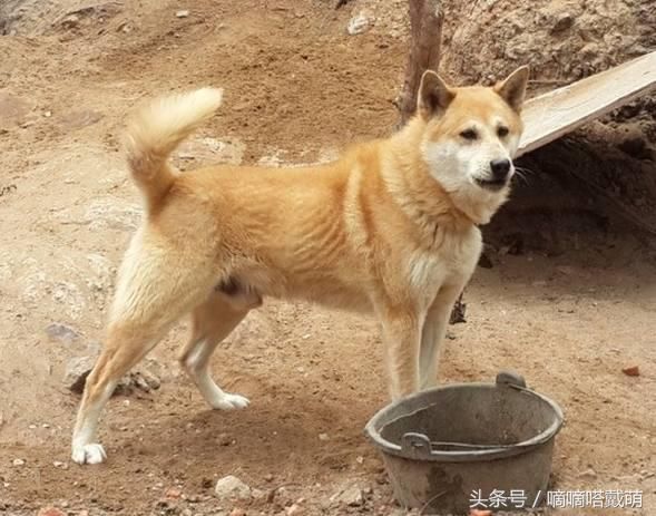 黄狗白面完爆秋田,高高扬起的尾巴显示自傲,堪称完美.