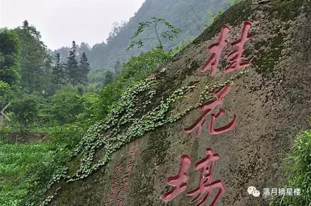 寻梦古蔺神奇的土地--桂花场:看桫椤活化石,登古蔺第一峰