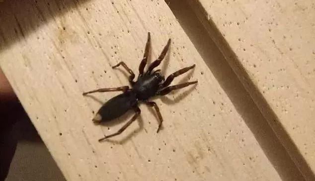 梦见我整不死蜘蛛蜘蛛出了很多血,探索梦境背后的深层含义 梦见我整不死蜘蛛蜘蛛出了很多血,探索梦境背后的深层含义