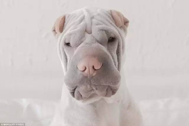此犬头大且周围有鬃毛环绕,真的很像威风的雄狮,不过,现在多以熊的