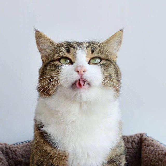 一只会花式吐舌头的猫咪,表情严肃,网友:略略略!