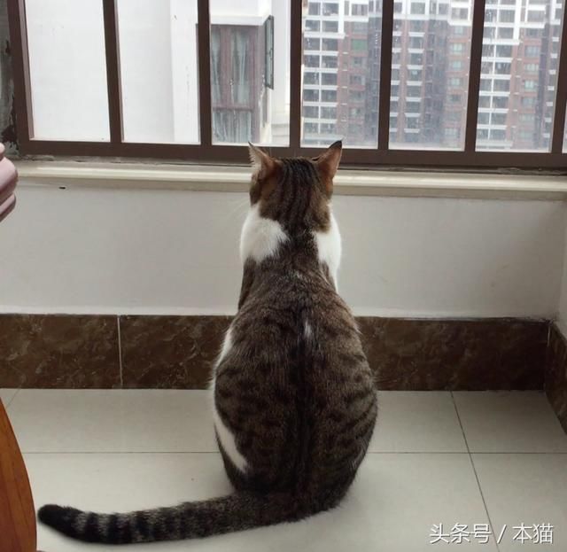 猫咪这个非常诗意和哲学的爱好,你家主子中招了吗?