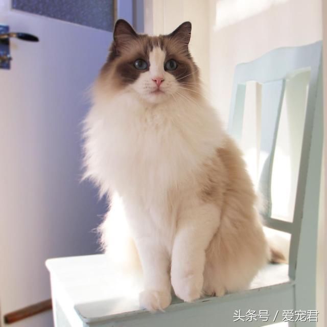 喵星人那些事,为何猫咪喜欢钻到被窝里和主人一起睡觉