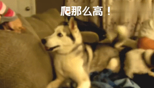 哈士奇看到吉娃娃爬那么高非常嫉妒,就想把它弄下来