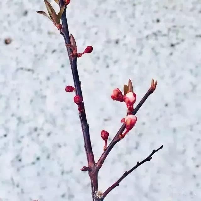 正道是 "白雪却嫌春色晚,故穿庭树作飞花"