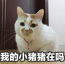 希望你们会喜欢~ 微信发 动图 默认变为 表情 动物趣视为本期图片做了