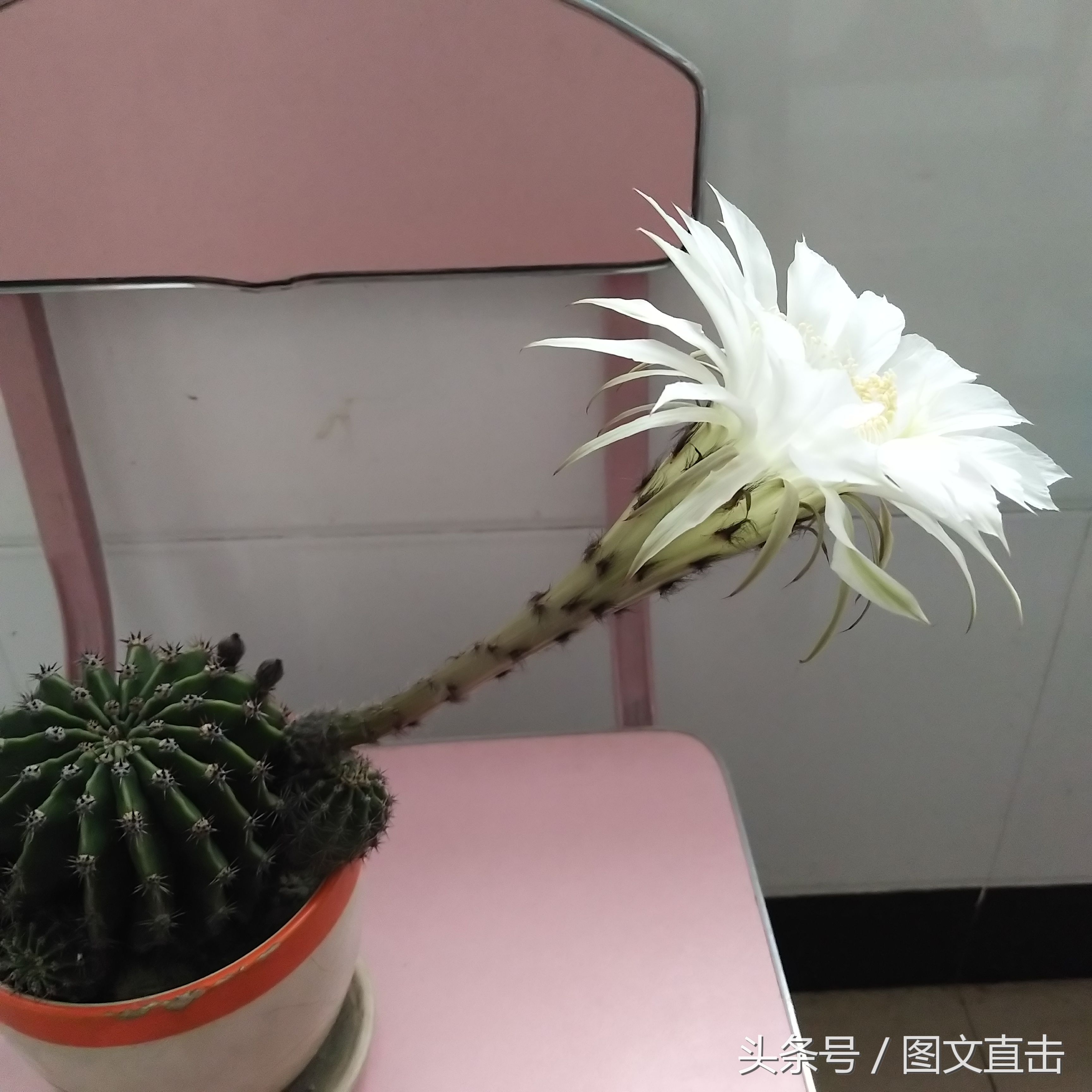 仙人球开花预兆发财_仙人球开花是什么兆头