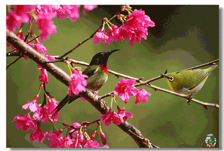 壁纸 动物 鸟 鸟类 雀 450_303 gif 动态图 动图