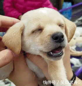 壁纸 动物 狗 狗狗 280_295 gif 动态图 动图