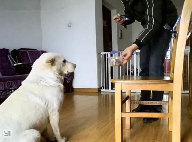 铲屎官拿美食v美食两只中华田园犬,小白和大黄釜山马山美食图片