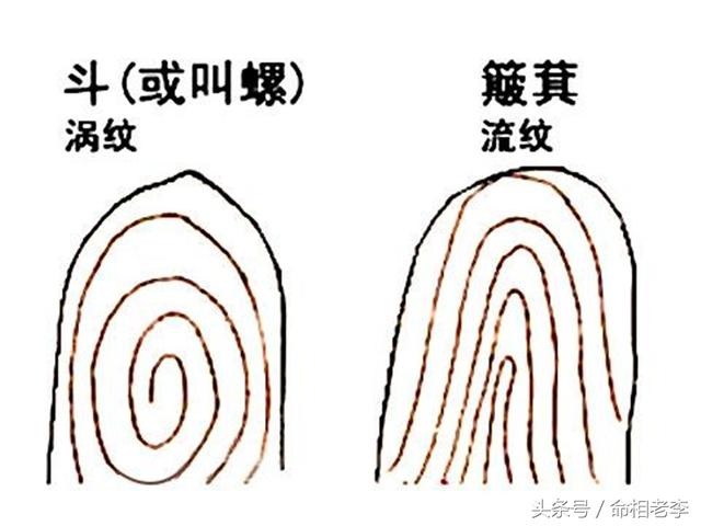 手相:手指上的斗和簸箕两种指纹解释之一