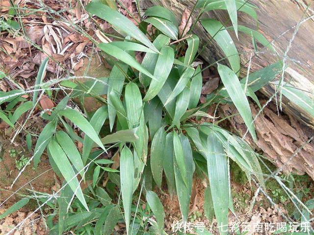 农村这五大野草,碰见了拔几棵带回家,都是夏天消热解暑的良药