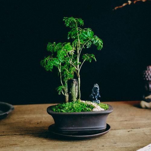 盆栽苔藓微景观罗汉松微型生态桌面盆景