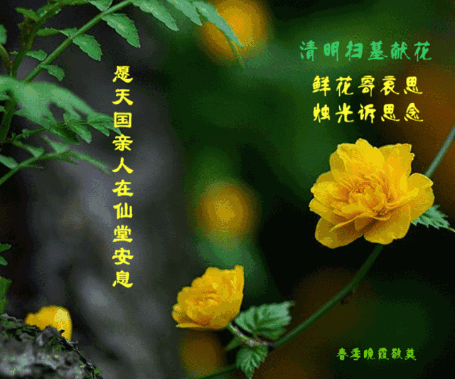 早上好, 清明过后,仍是思念
