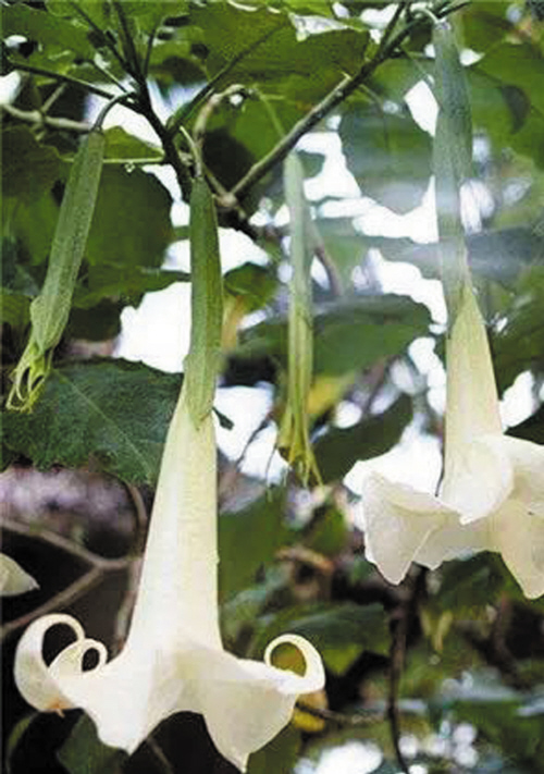 9月2日,家住大连三十里堡的陶先生上山采野菜时,错把曼陀罗当成秋葵