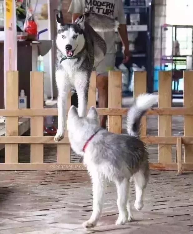 当一只小哈士奇被有二哈的家收养之后…画风转变太快!