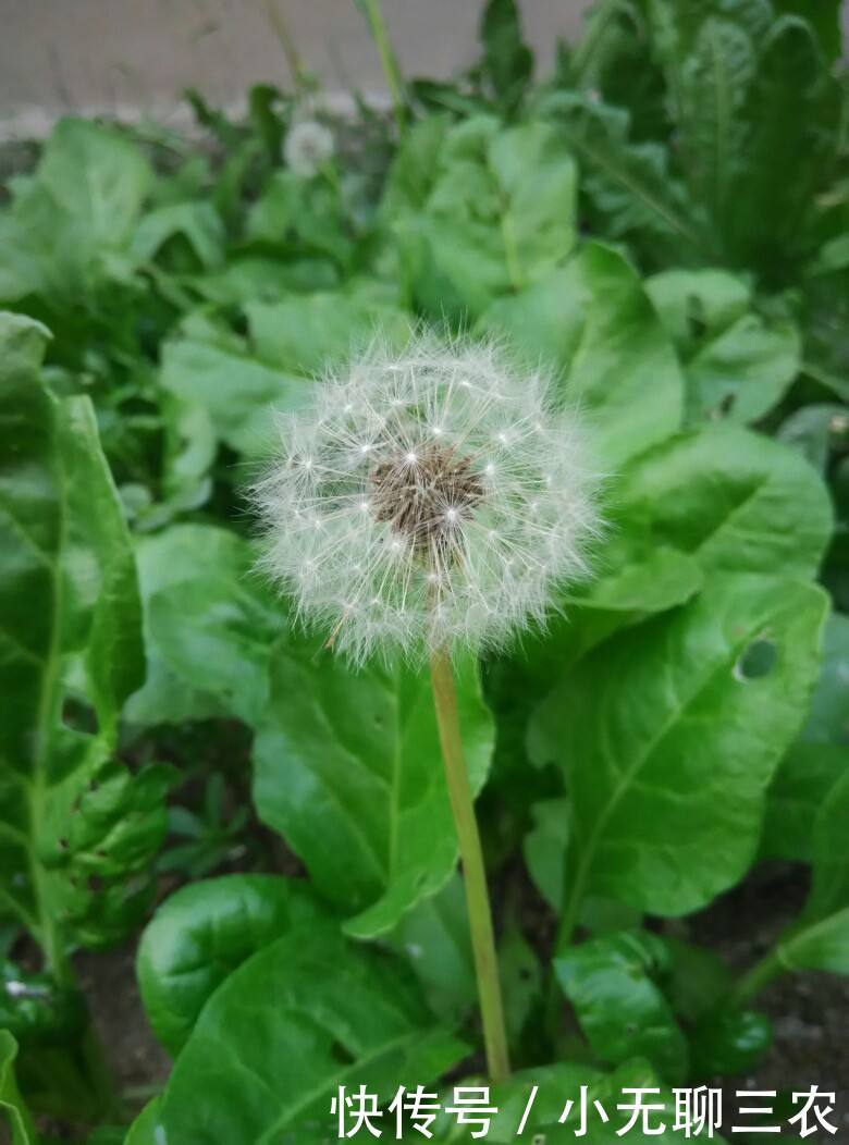 蒲公英可用于保养任何性质的皮肤,并能治疗面部痤疮,雀斑,色素沉着及