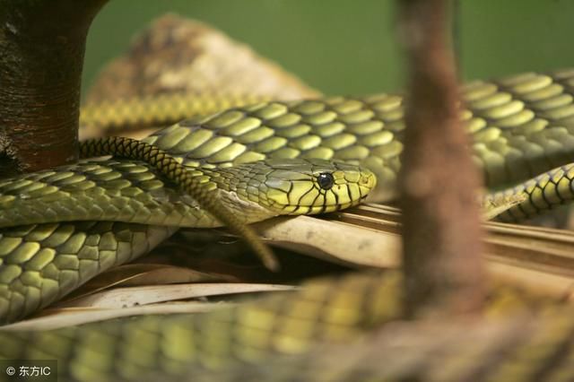 梦境解析,梦到水里有一条很大的蛇,水把房子冲倒了是怎么回事? 梦境解析,梦到水里有一条很大的蛇,水把房子冲倒了是怎么回事?