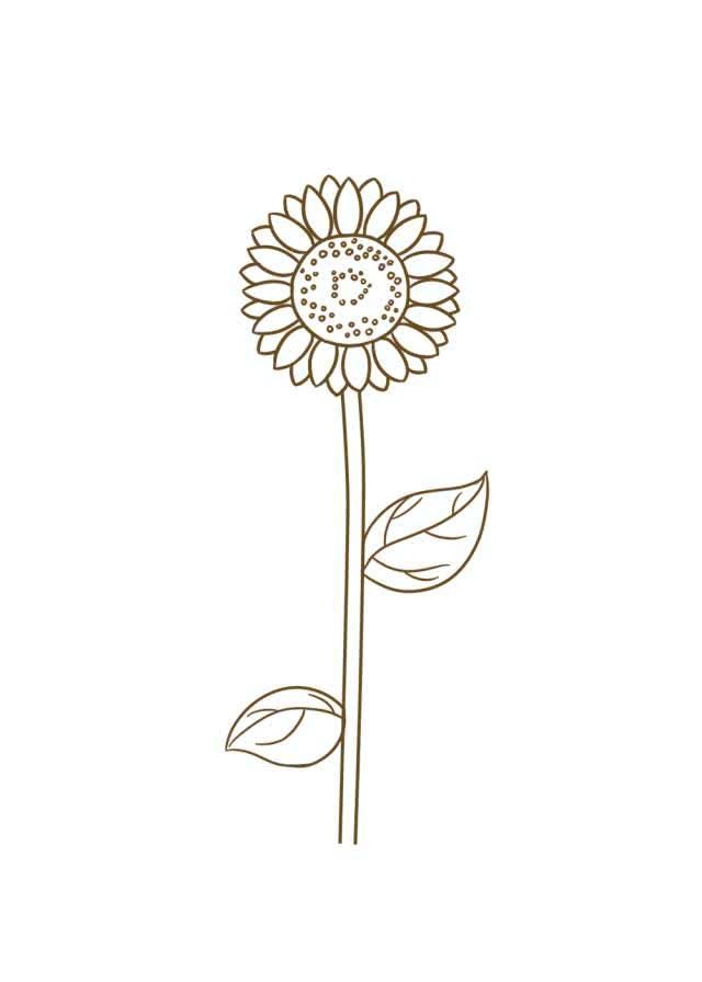 05 画出向日葵的花径和叶子,向日葵的叶子比较大,而且花径长得比较粗