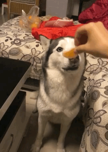 主人拿着零食对二哈催眠,二哈眼神迷离,这叫目瞪狗呆吧?