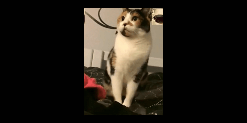 最新一期内涵爆笑动图 小姐姐,面包不是这么吃的!