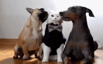 壁纸 动物 狗 狗狗 344_213 gif 动态图 动图