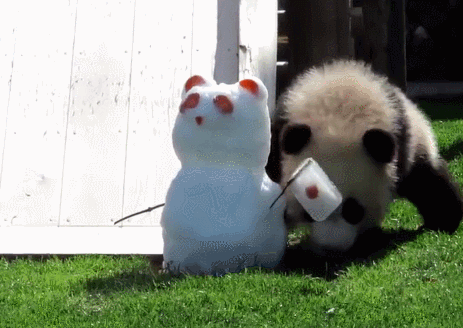 千万不要让爸爸带孩子之萌宝大熊猫,天下父亲一般坑!