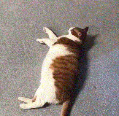 壁纸 动物 狗 狗狗 猫 猫咪 小猫 桌面 401_391 gif 动态图 动图