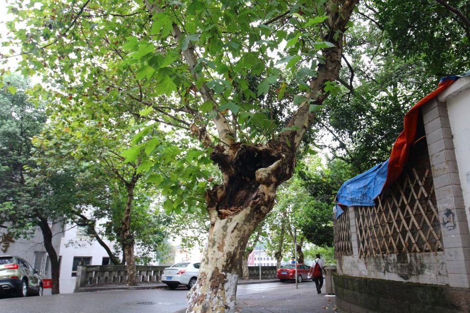 重庆大石坝现"树坚强 树心裸露却枝繁叶茂