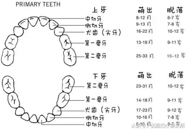 生长时间和脱落时间,宝妈们可以用此图参考,看看自己宝宝牙齿发育是否