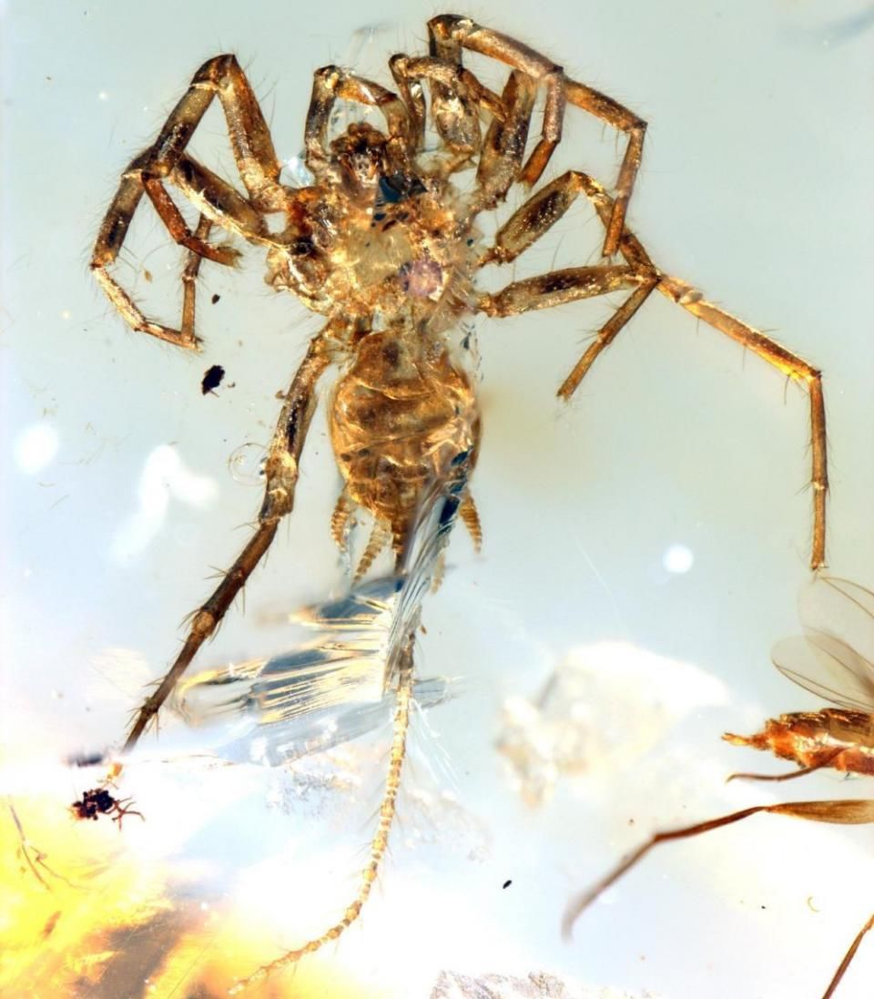 一亿年前的远古蜘蛛现身缅甸琥珀,长有蝎子样尾巴