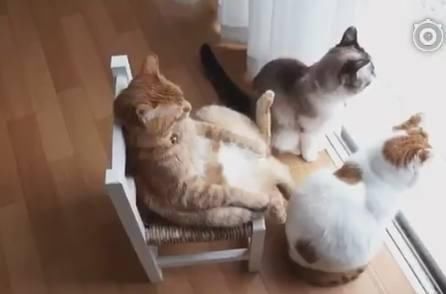 三只猫咪一起看着窗外,橘猫姿势霸气外漏:这都是朕打下的江山