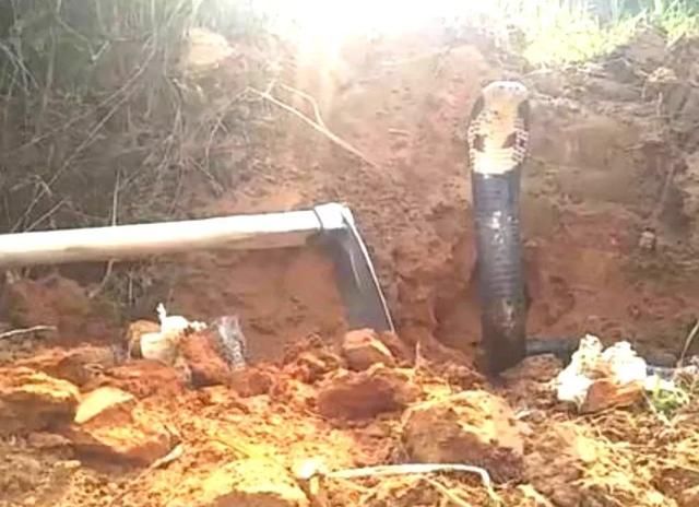 女人梦到眼镜蛇,隐秘的预兆与心灵深处的启示 女人梦到眼镜蛇,隐秘的预兆与心灵深处的启示