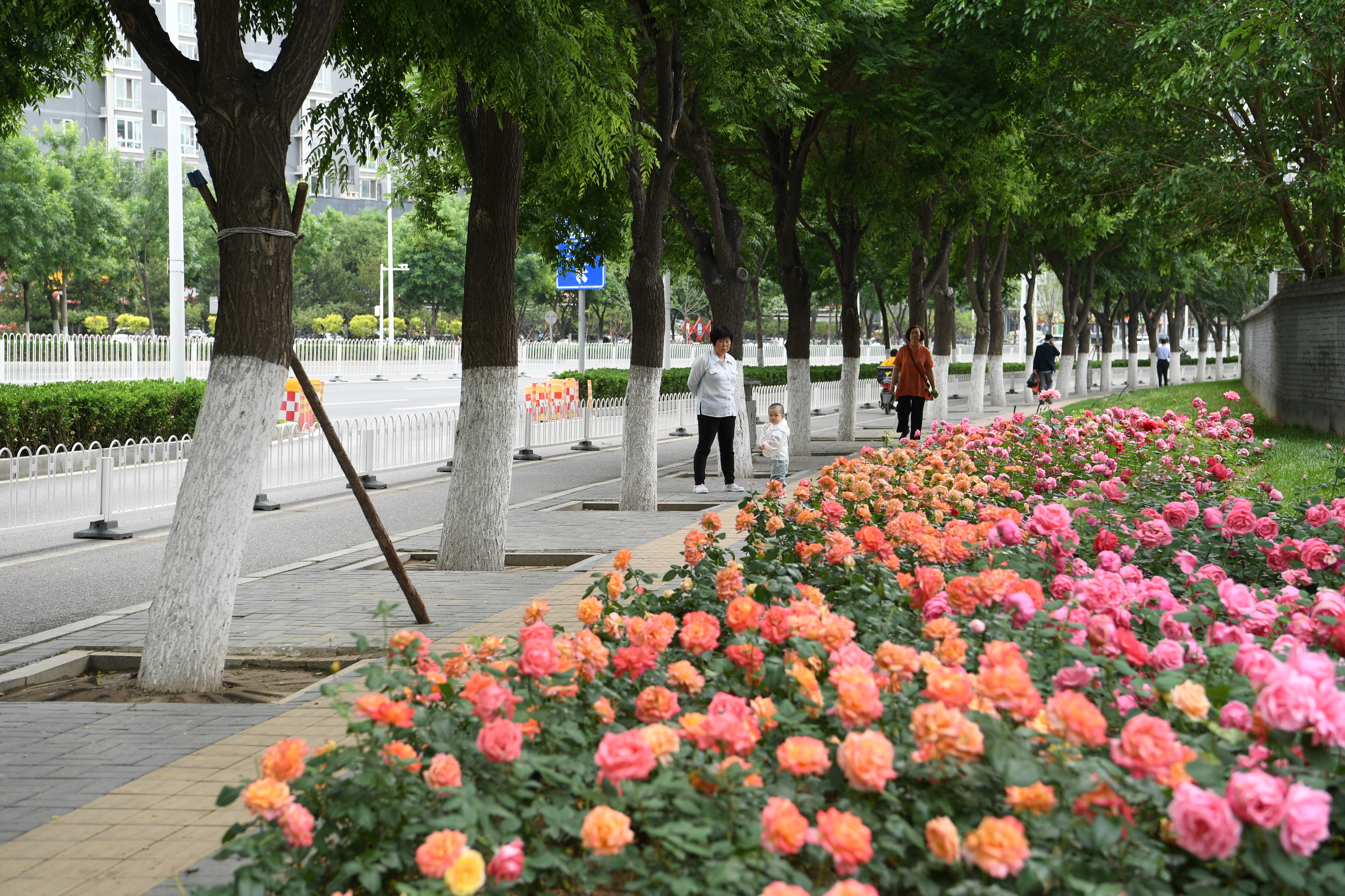 浙江杭州花圃时花广场 - 首家园林设计上市公司