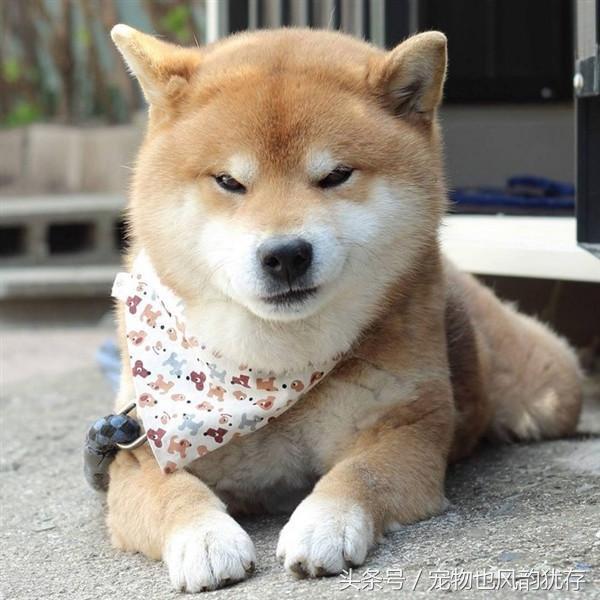 给柴犬戴上围巾,这状态完胜传说中被誉为"二哈"的哈士奇怂.