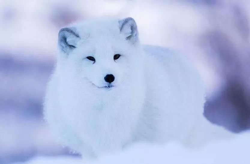 御寒高手二:北极狐 御寒招数:换毛 贮存食物 冬季北极狐全身换上白色