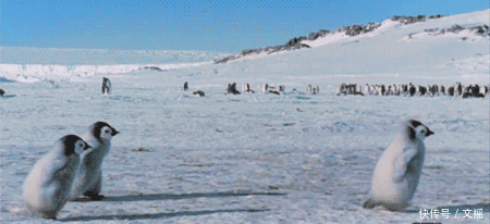 企鹅中的一股泥石流,偷盗,卖身,卖队友,看完你就不觉得它萌了