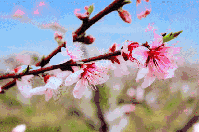 壁纸 花 桌面 640_426 gif 动态图 动图