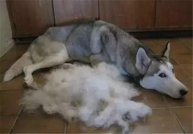 揭秘:狗狗掉毛严重的八大原因,一定要不要掉以轻心!