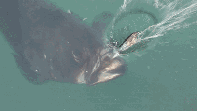 壁纸 动物 鱼 鱼类 408_230 gif 动态图 动图