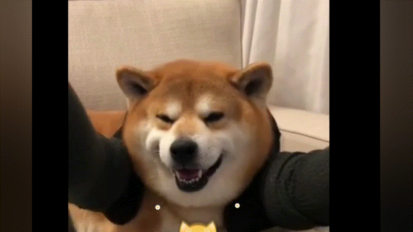 壁纸 动物 狗 狗狗 852_480 gif 动态图 动图