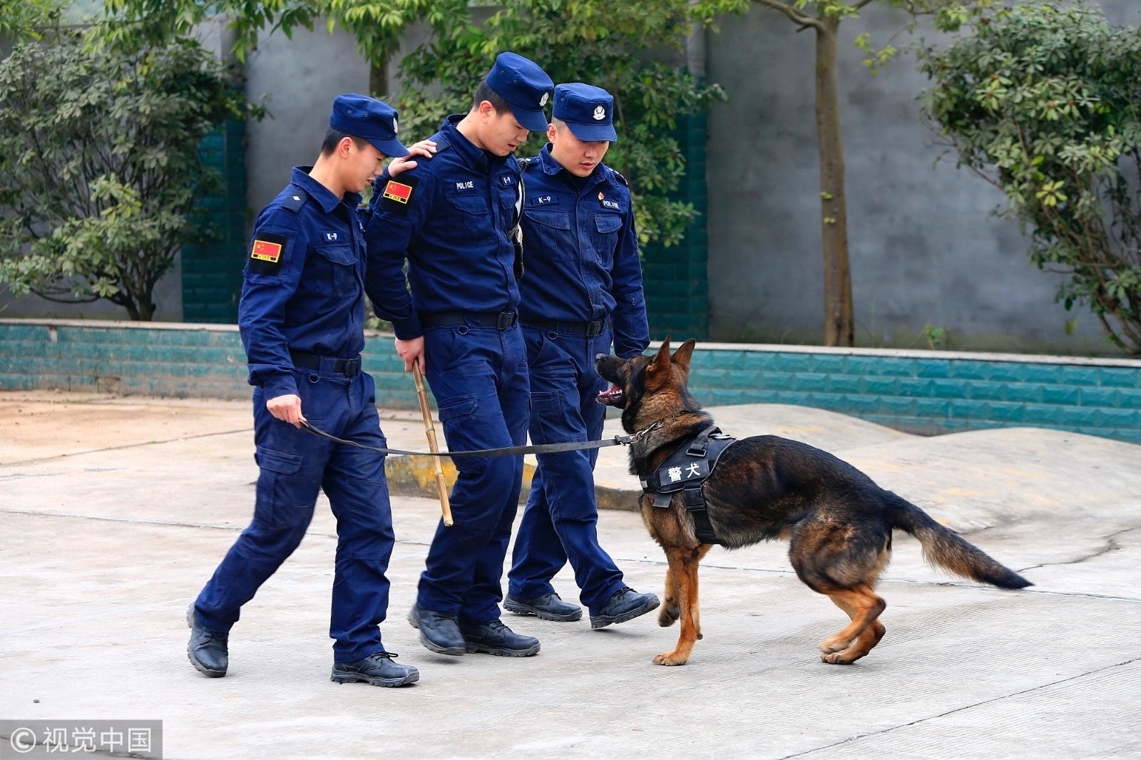 四川训导员年前坚持训警犬 护卫市民平安