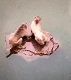 搞笑gif:啥也别说了,盘他-北京时间