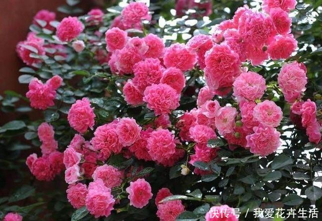 世界不少文明古国将蔷薇花作为真,善,美的象征.