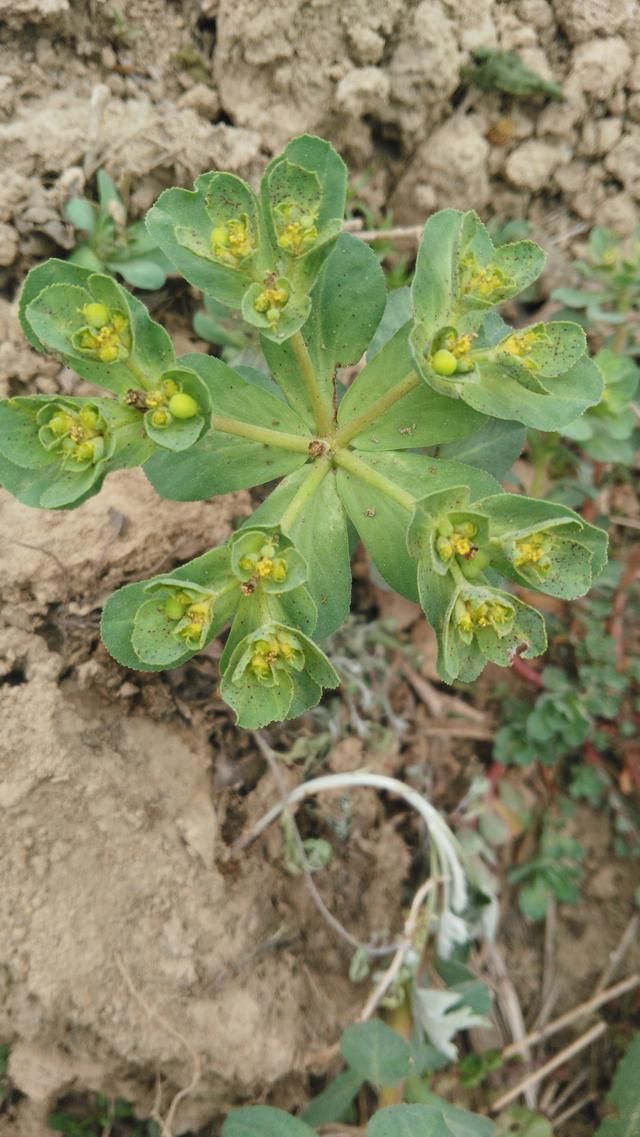 白花蛇舌草和茅根一起煮的功效,能不能退肝火