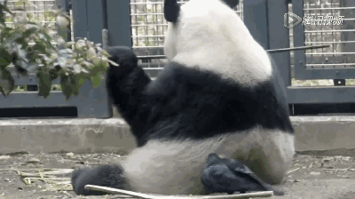 壁纸 动物 狗 狗狗 400_224 gif 动态图 动图