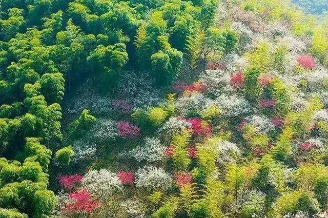 浙江安吉有一片1000多亩的梅花海 曾被央视误认为是樱花