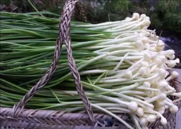 野蒜不只是一种野菜,也有很大的药用价值,用来炒鸡蛋,香气扑鼻!